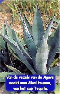 van de vezels van de agave word sisal touw gemaakt ... van het sap Tequila